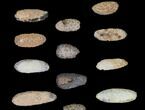 Lot: Fossil Seed Cones (Or Aggregate Fruits) - Pieces #148847-1